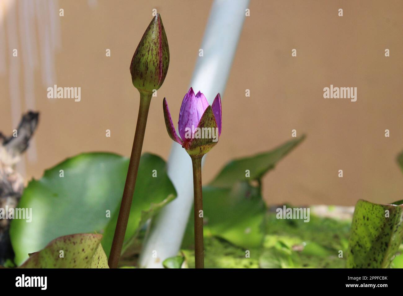 Blaue Seerose Blume Stockfoto