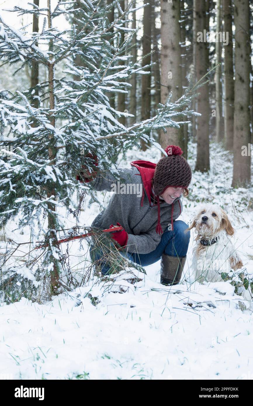 Frau, die im Winter einen weihnachtsbaum im verschneiten Wald schneidet, Bayern, Deutschland Stockfoto