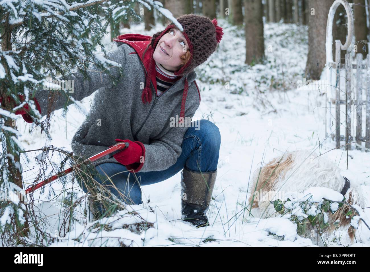 Frau, die im Winter einen weihnachtsbaum im verschneiten Wald schneidet, Bayern, Deutschland Stockfoto