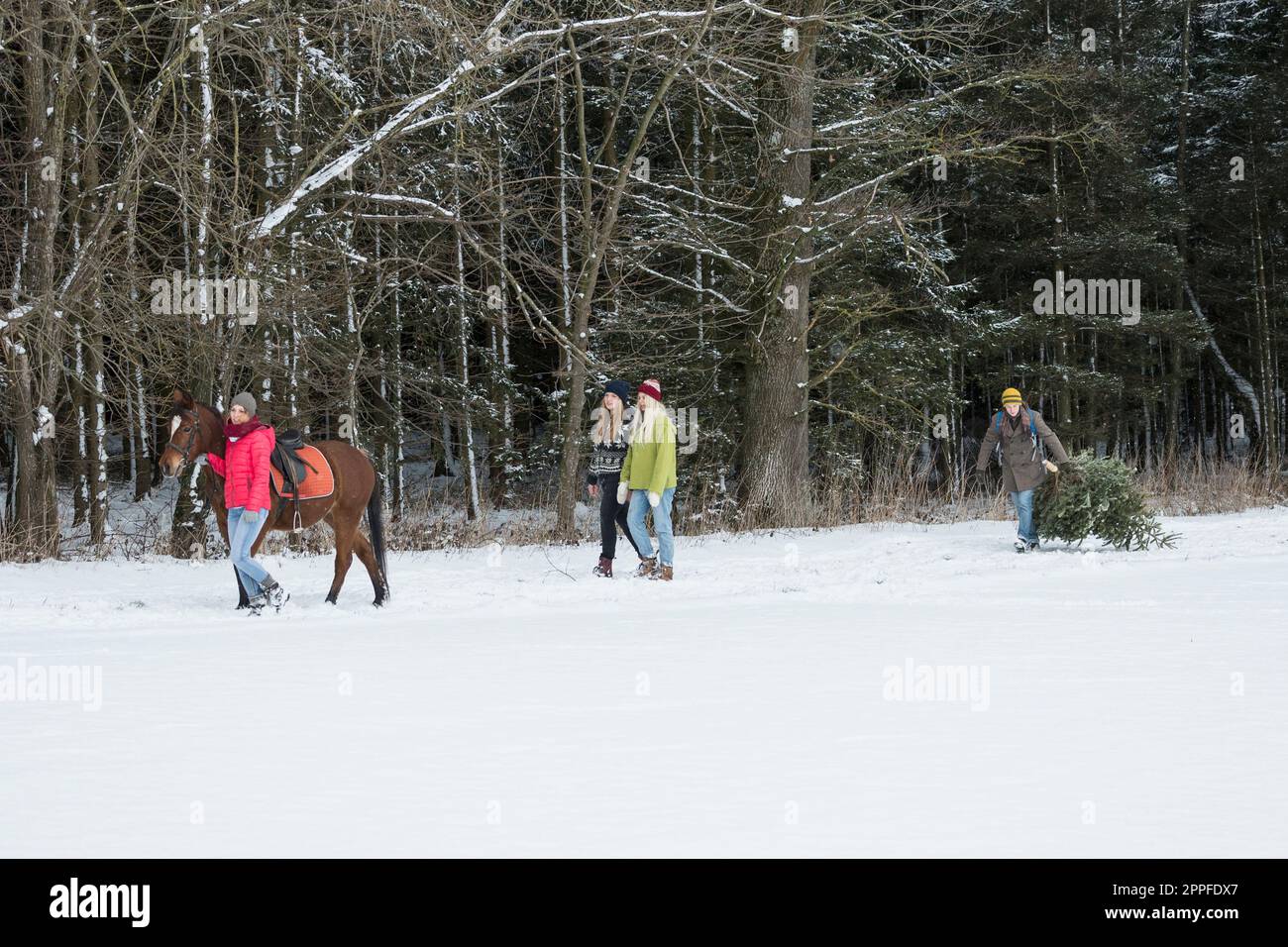 Vier Freunde mit Pferd und weihnachtsbaum spazieren durch Schneelandschaft im Wald, Bayern, Deutschland Stockfoto