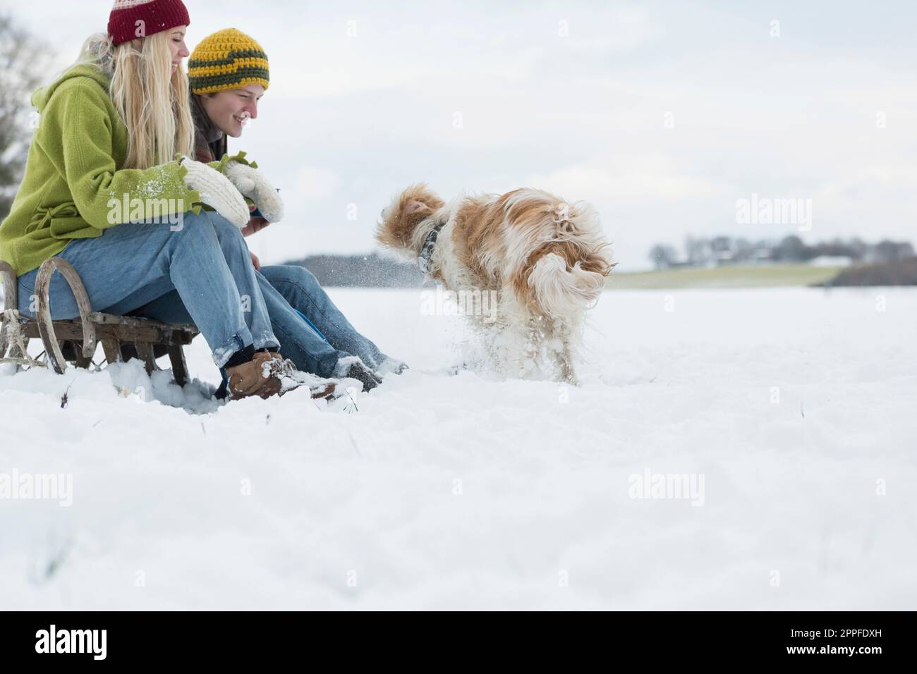 Ein Paar sitzt auf einer Rutsche in einer verschneiten Landschaft und sieht zu, wie der Hund den Schnee von seinem Pelz schüttelt, Bayern, Deutschland Stockfoto