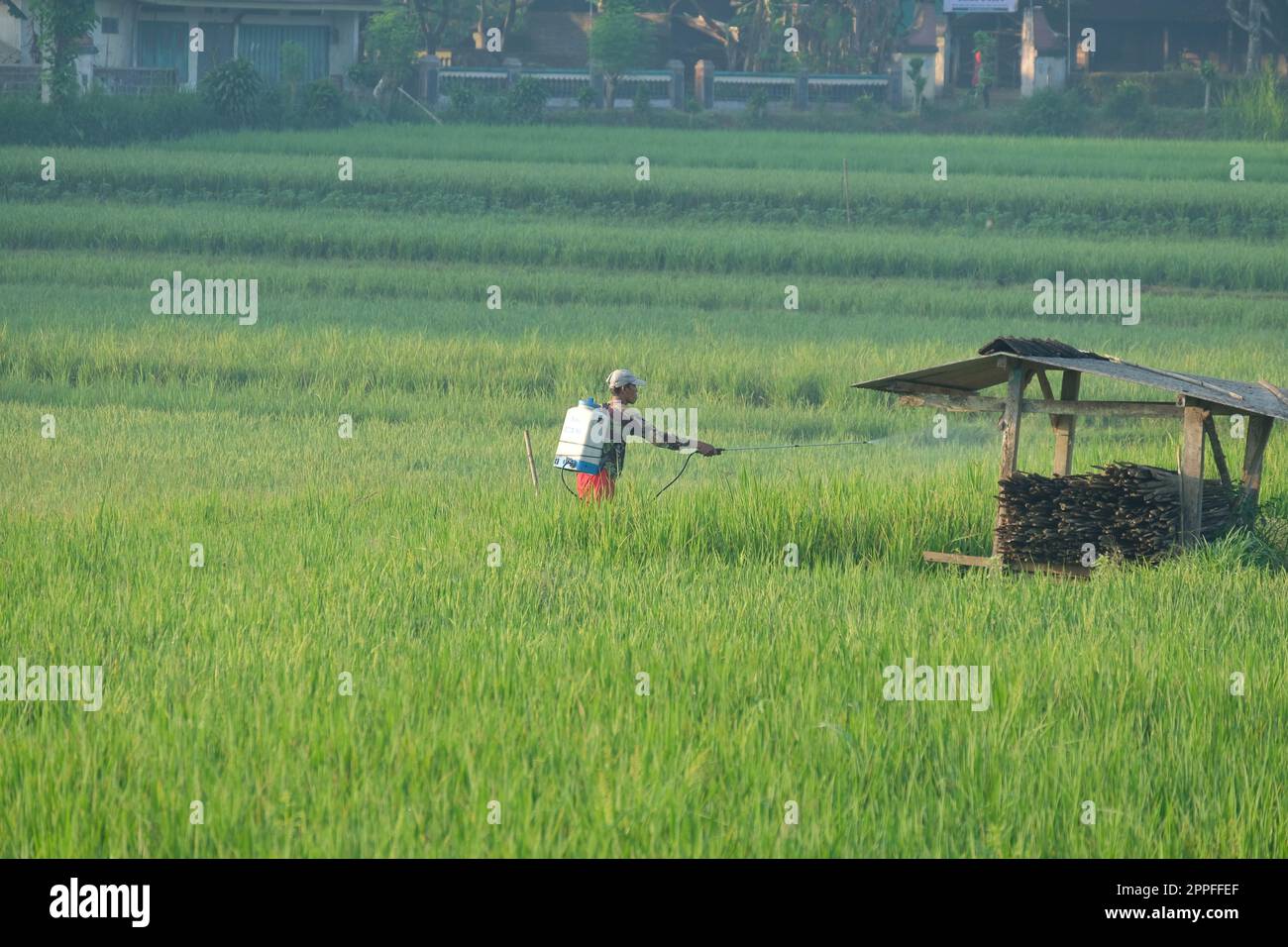 Boyolali, Indonesien - 23. April 2023: Landwirte auf den Feldern. Schädlingsspray - Bauern sprühen Flüssigkeit auf die Felder, um Schädlinge abzuwehren; Stockfoto