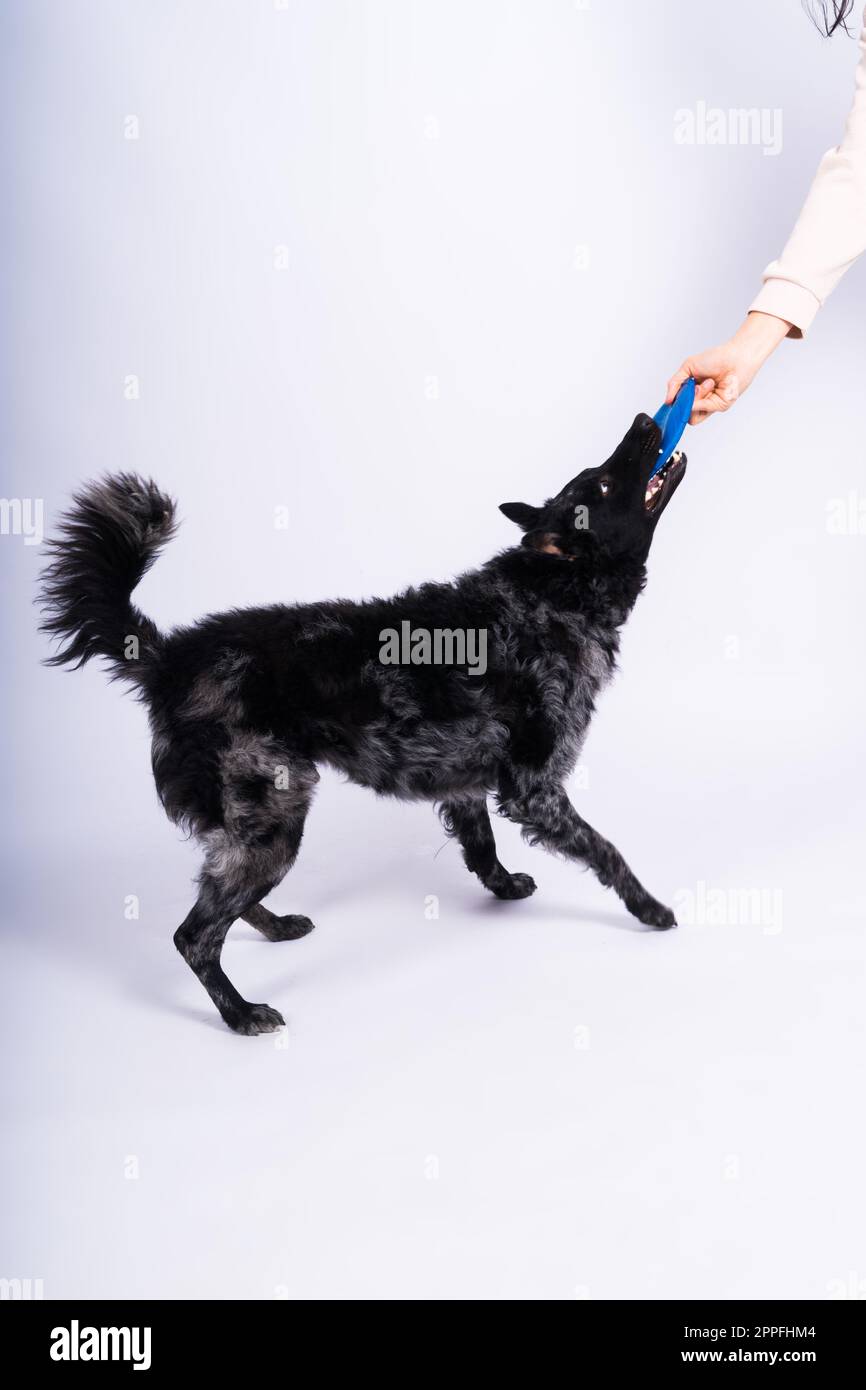 Ein verspielter Mudi-Zuchthund, der einen blauen Frisbee mit den Zähnen aufnimmt Stockfoto