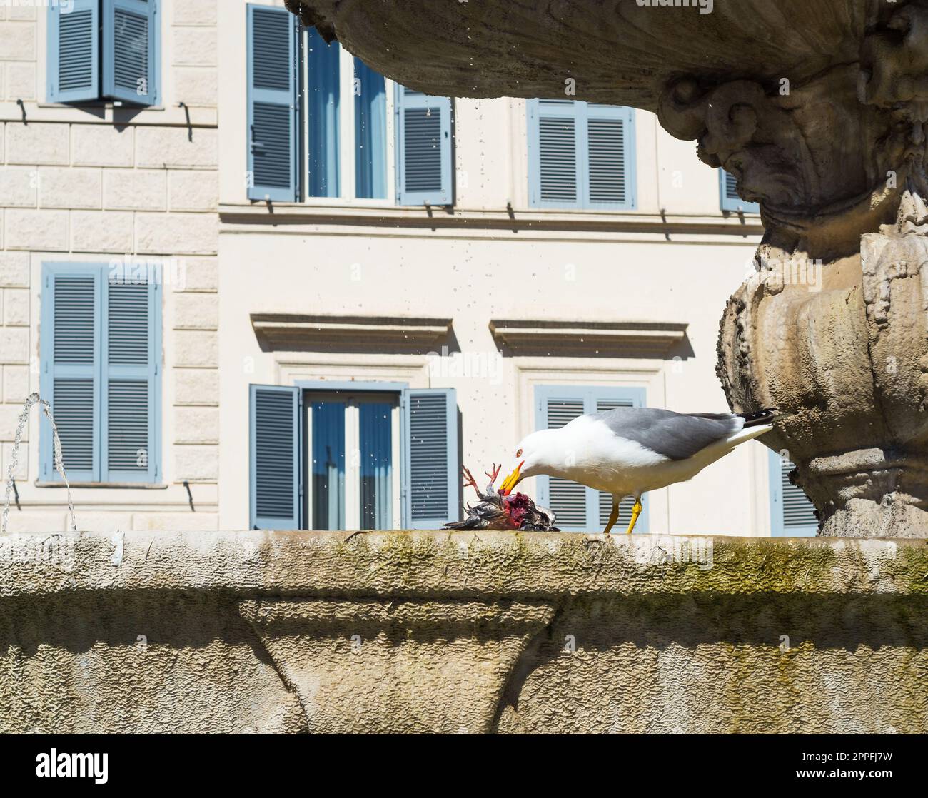 möwe isst einen Pidgeon Stockfoto