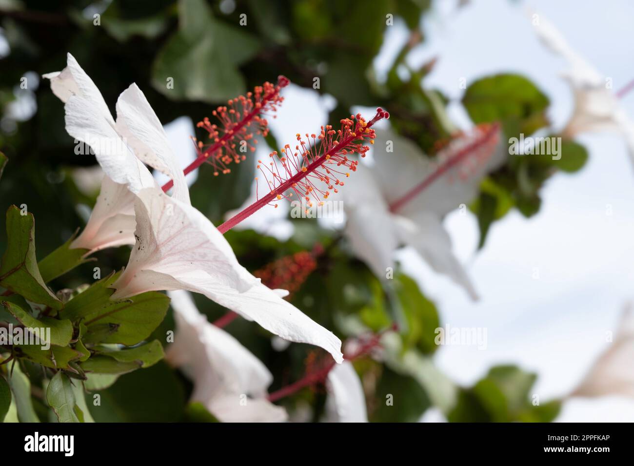 Blüten des Hibiscus arnottianus (Hawaiianischer weißer Hibiskus) oder des Hibiscus rosa-sinensis, auch bekannt als chinesischer Hibiskus. Schmale Schärfentiefe Stockfoto