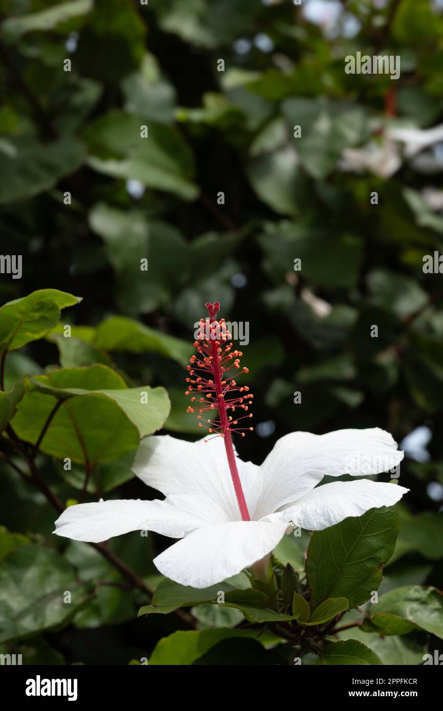 Blüten des Hibiscus arnottianus (Hawaiianischer weißer Hibiskus) oder des Hibiscus rosa-sinensis, auch bekannt als chinesischer Hibiskus. Schmale Schärfentiefe Stockfoto