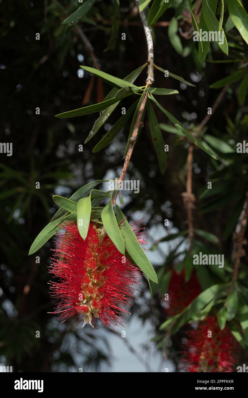 Gewöhnliche rote Flaschenbürste oder Melaleuca Citrina mit noch zu blühenden Knospen und einer Biene darauf, in Melbourne, Australien Stockfoto