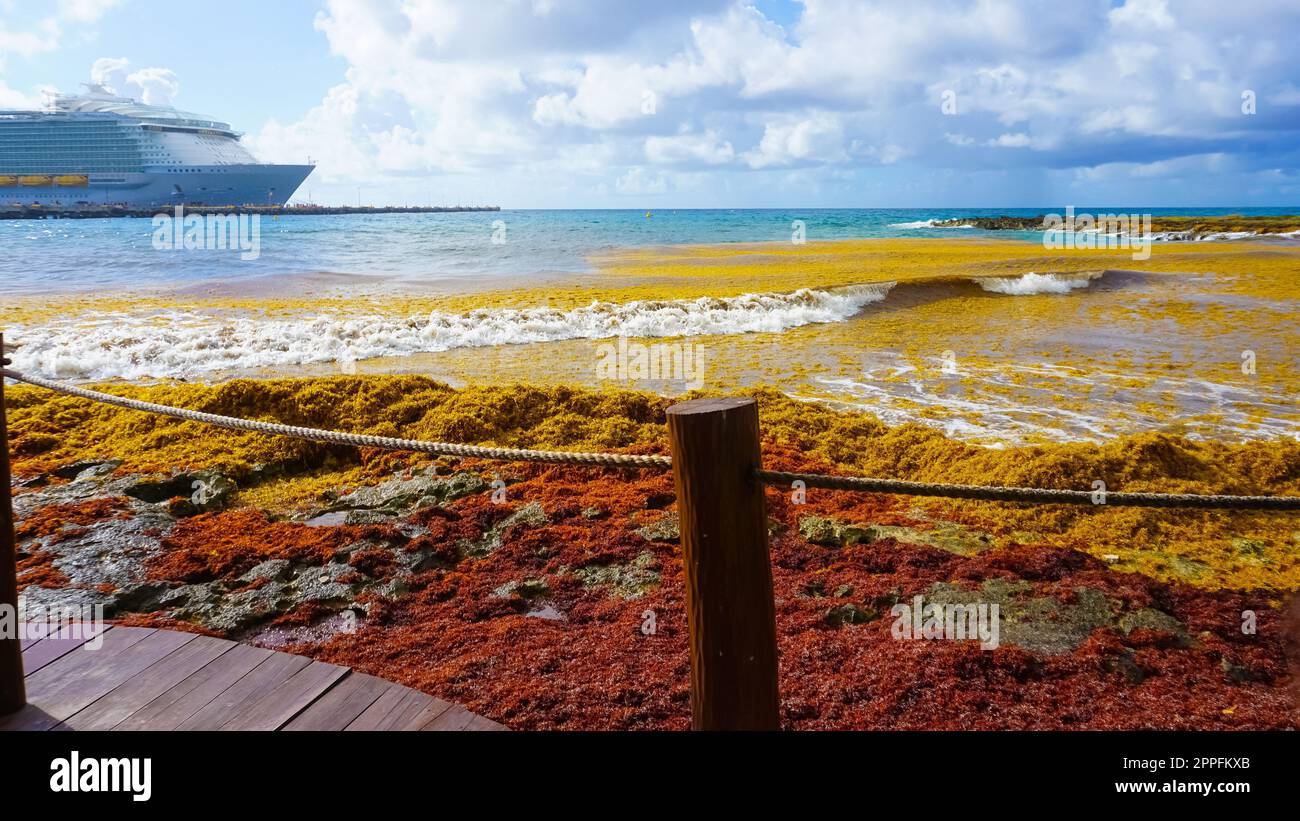 Algen verschmutzen den Strand in Mexiko. Stockfoto