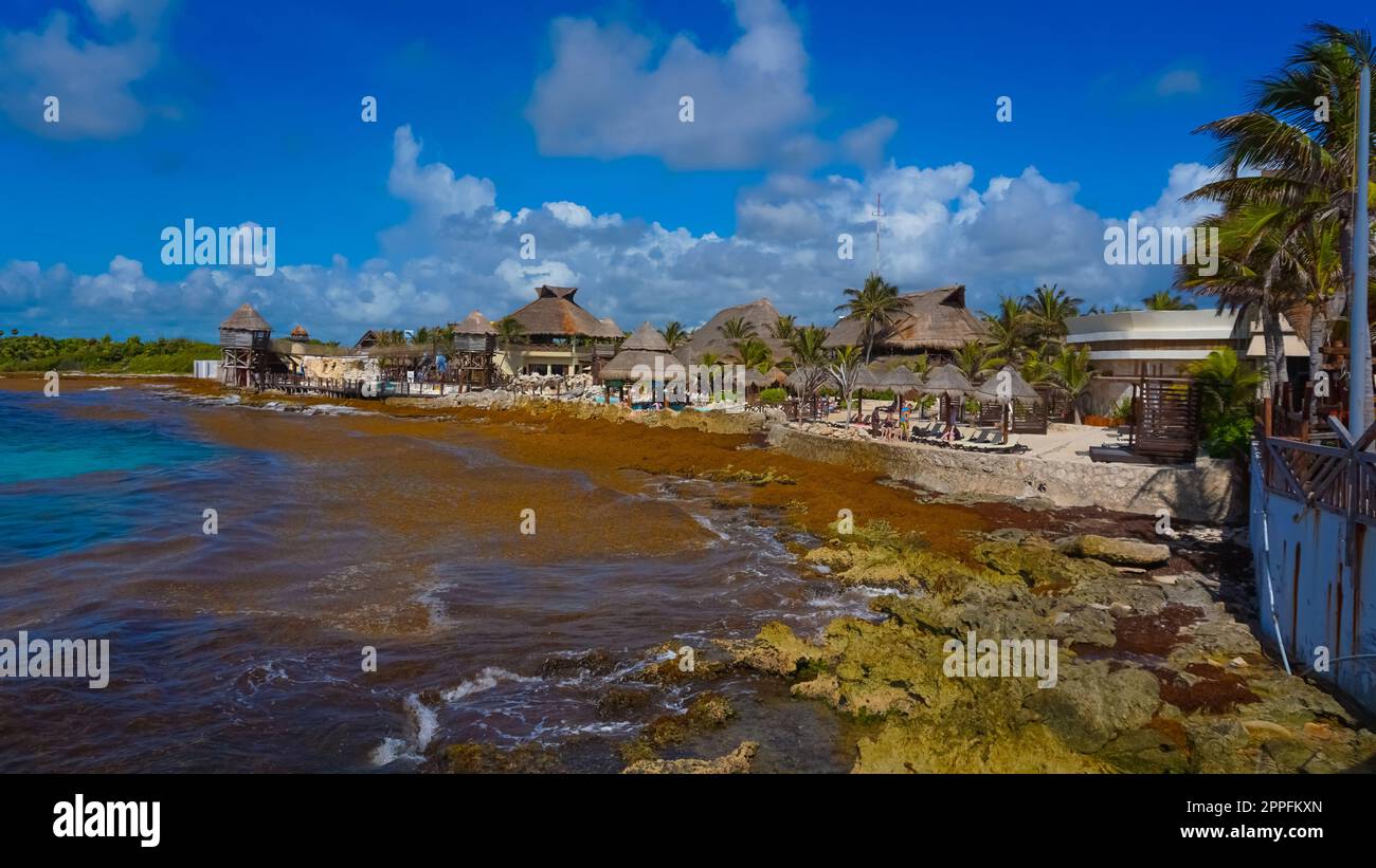 Algen verschmutzen den Strand in Mexiko. Stockfoto