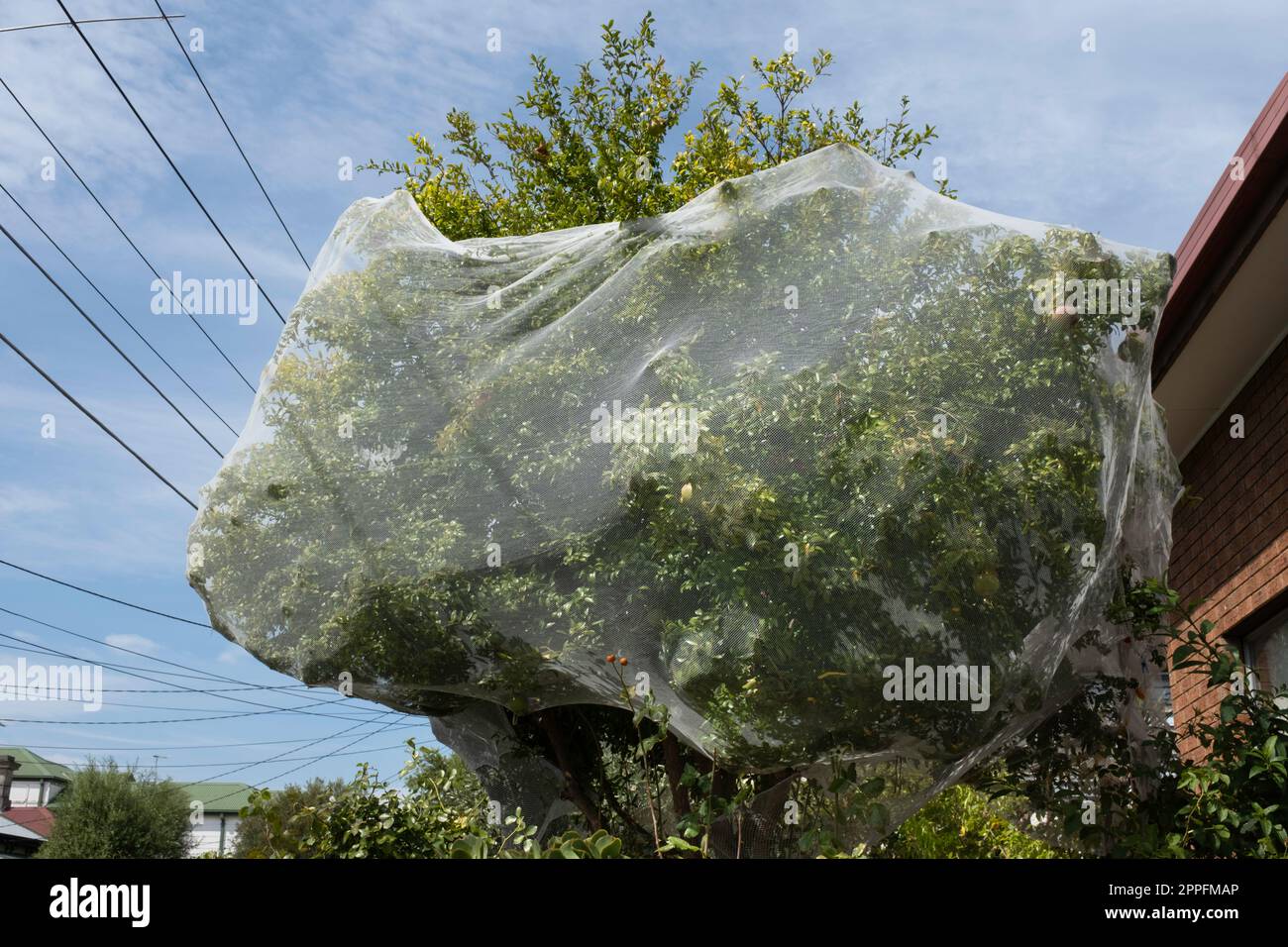 Grüner Baum mit Früchten, die durch dünnes Kunststoffgeflecht gegen Picken von Vögeln geschützt sind Stockfoto