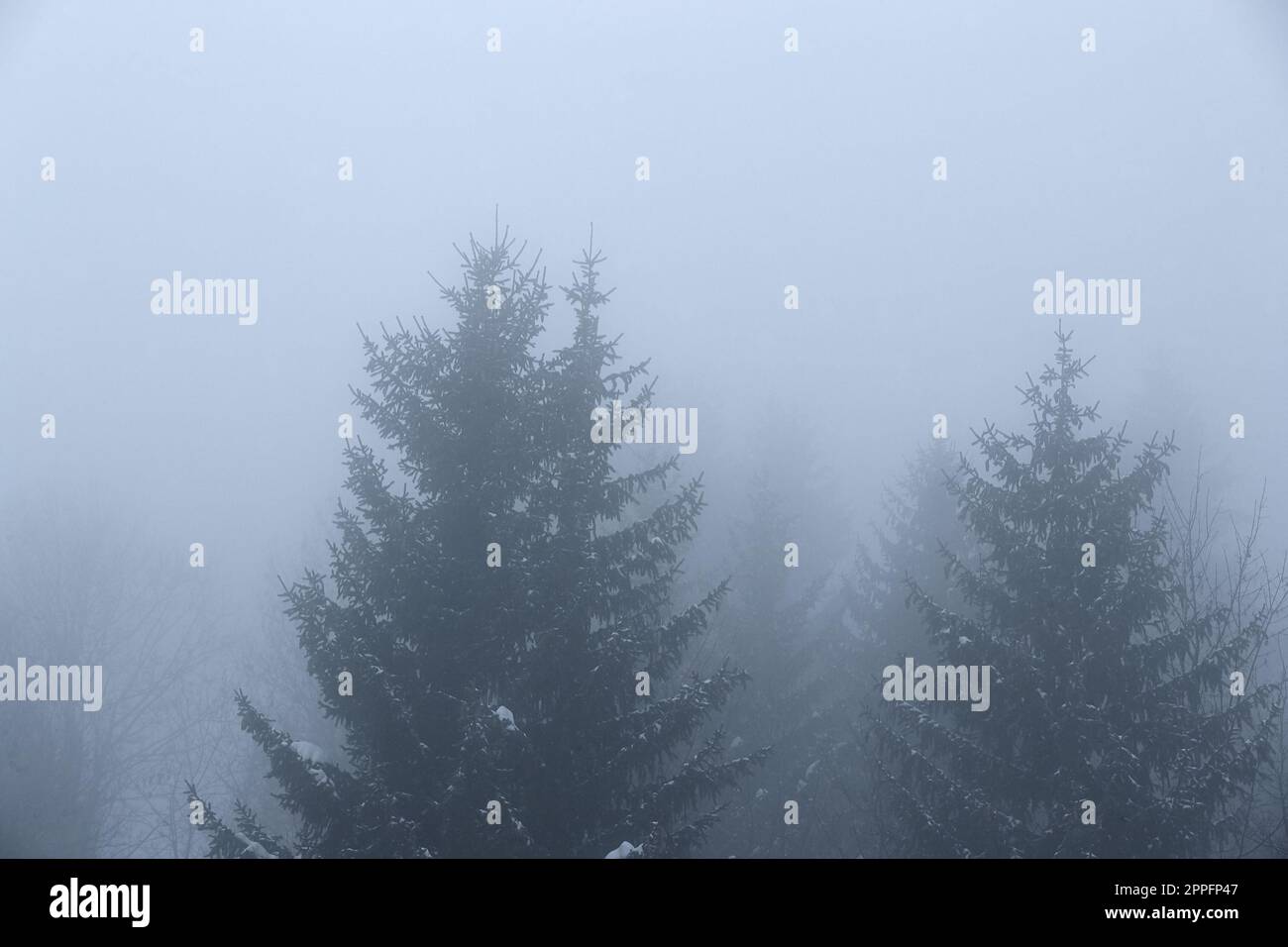 Winternebel mit Bäumen, die in die Dunkelheit verblassen Stockfoto