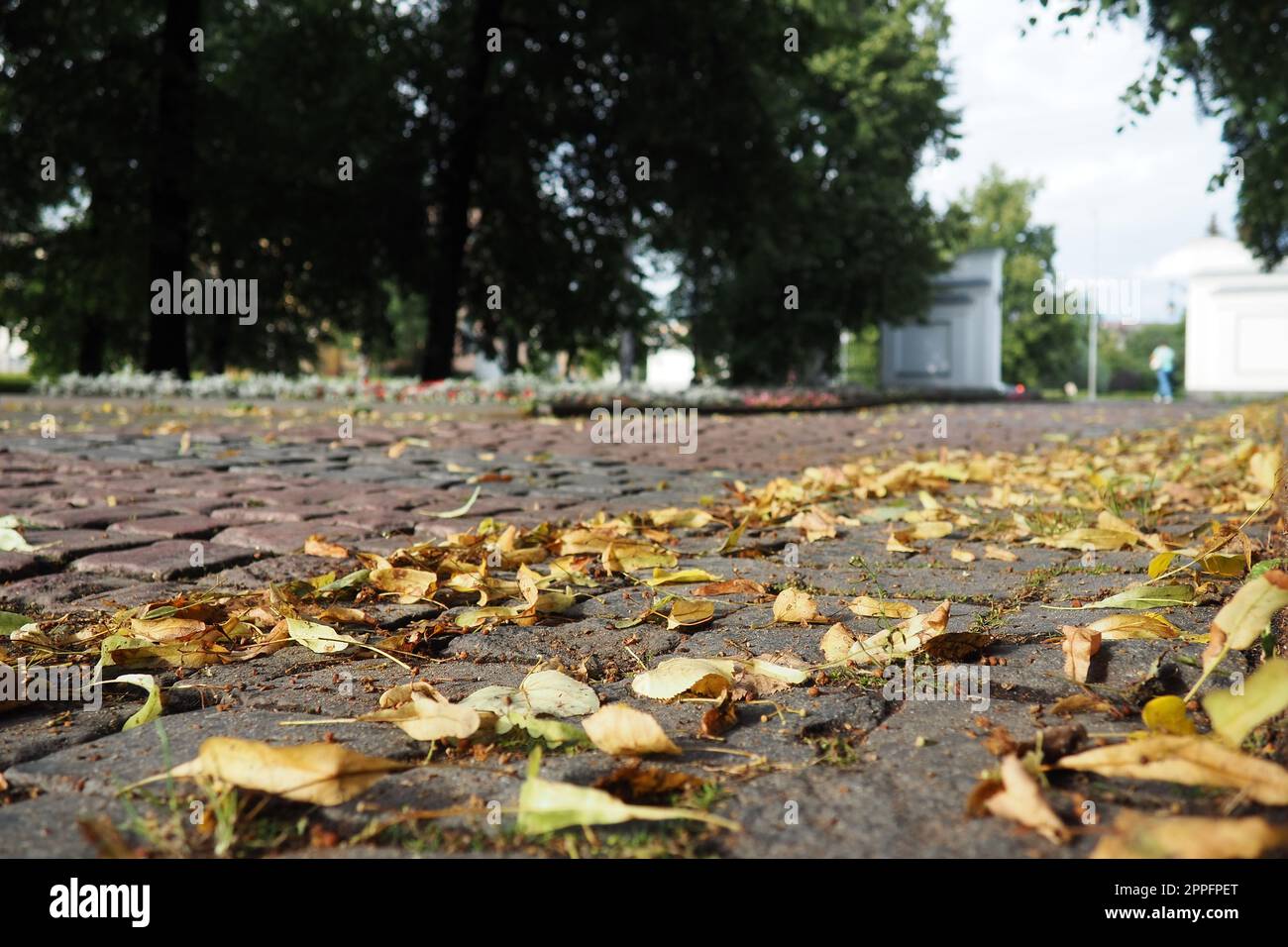 Petrozavodsk, Karelien, Derschawinsky Park. Der Herbstbeginn. Die gelben Linden- und Weidenblätter Rollen im Wind entlang des gepflasterten Gehwegs. Die Leute gehen die Straße entlang. Eingangstor. Stockfoto