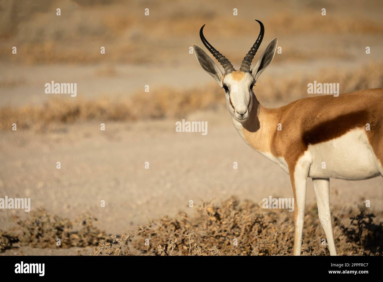 Springbok, Antidorcas Marsupialis Im Etosha-Nationalpark, Namibia Stockfoto