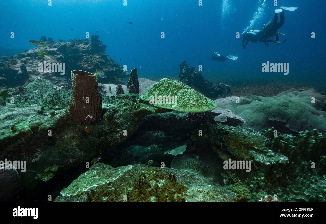 taucher erkunden das klare Wasser des Golfs von Thailand Stockfoto
