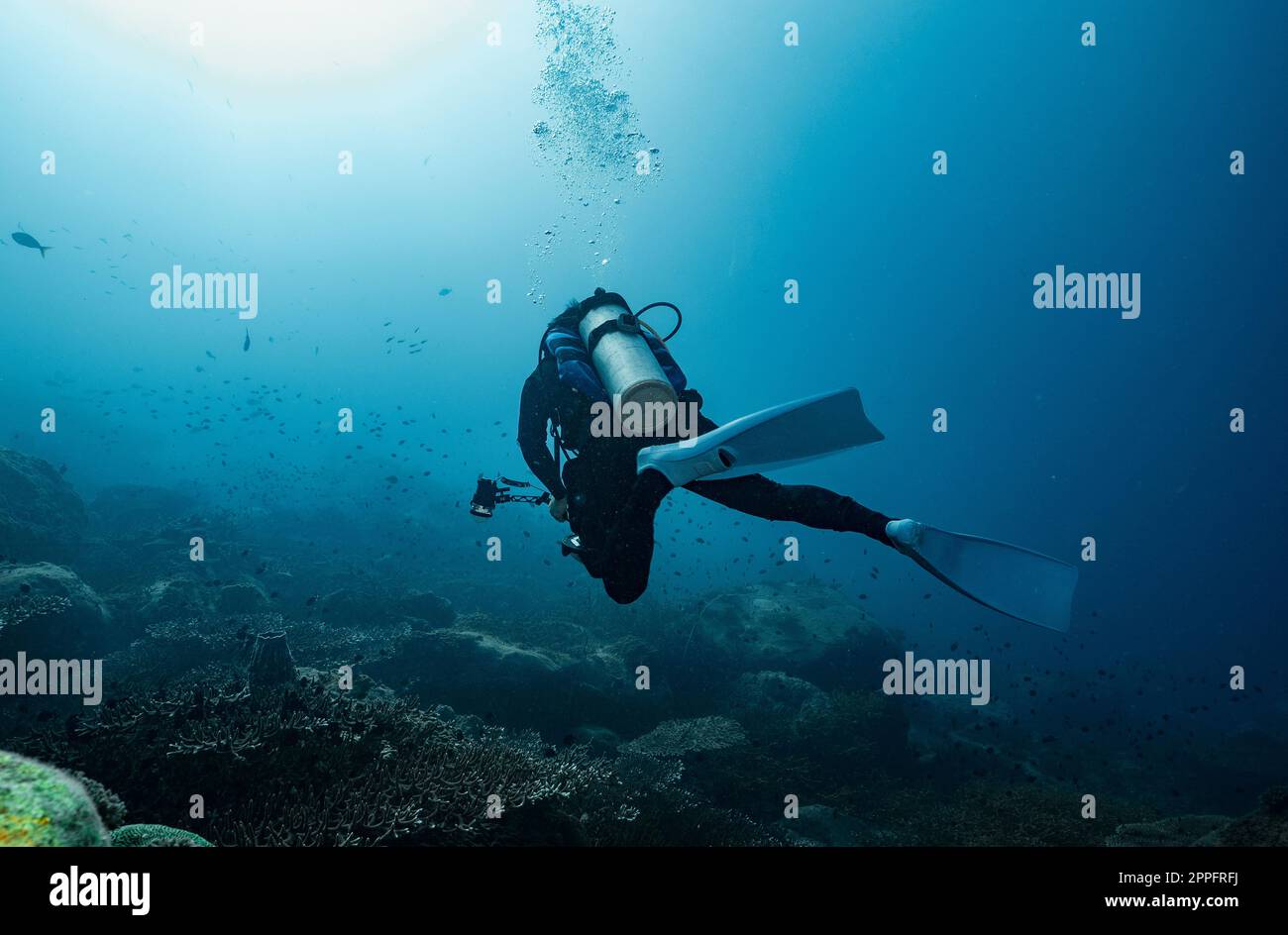 taucher erkunden das klare Wasser des Golfs von Thailand Stockfoto