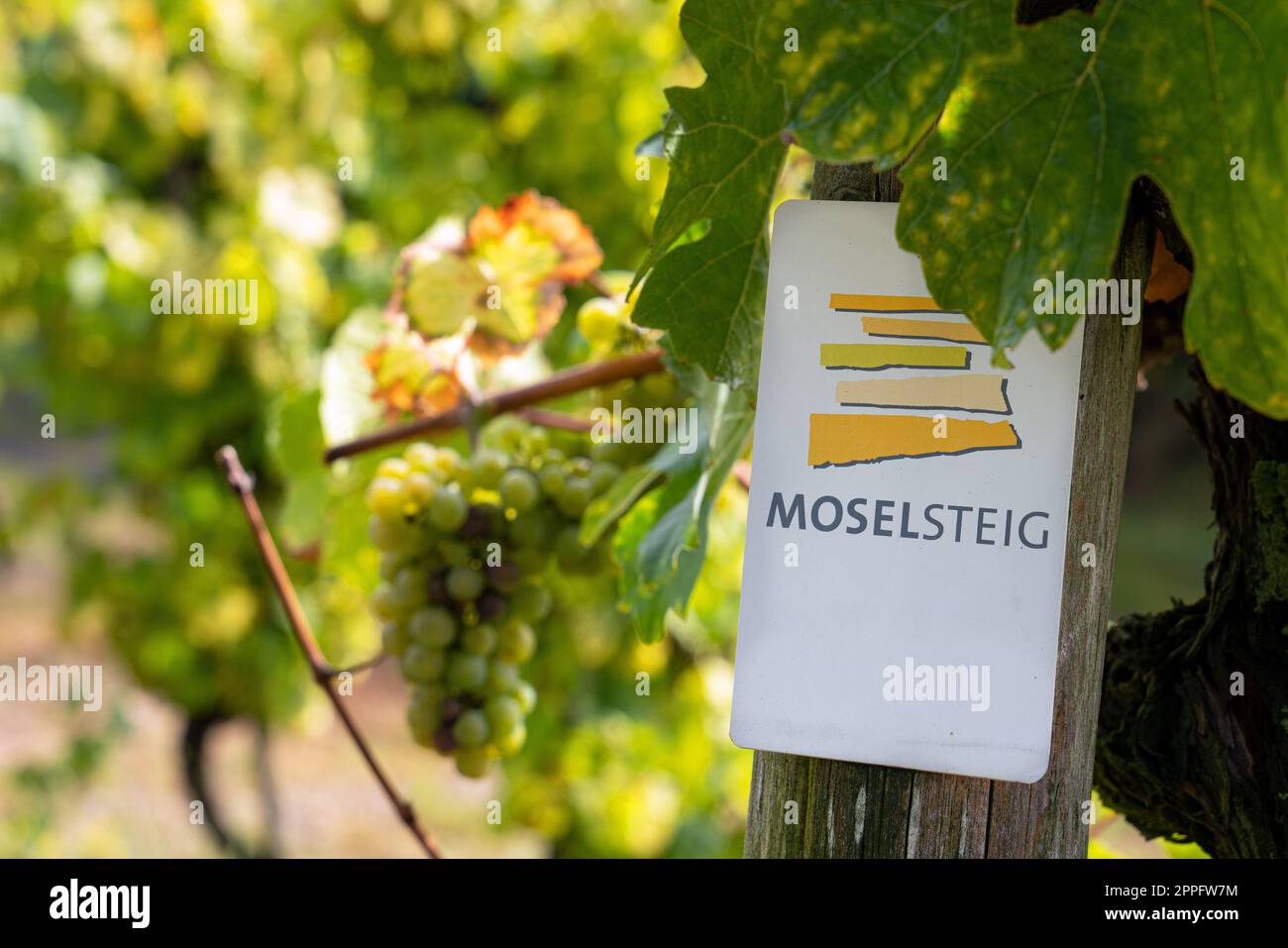 Wegmarke von Moselsteig, Deutschland Stockfoto