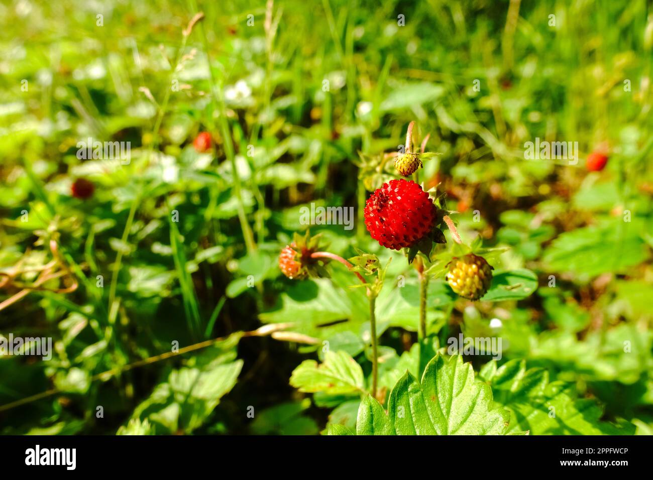 Leckere reife rote wilde Erdbeeren in der Sonne Stockfoto