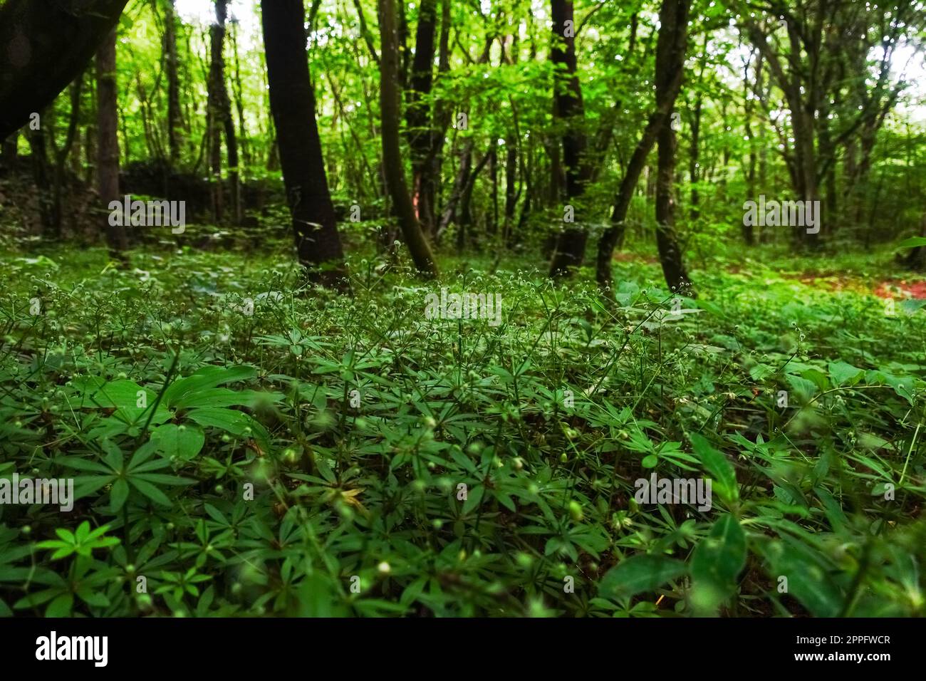 woodruff pflanzt in einem grünen Wald Stockfoto