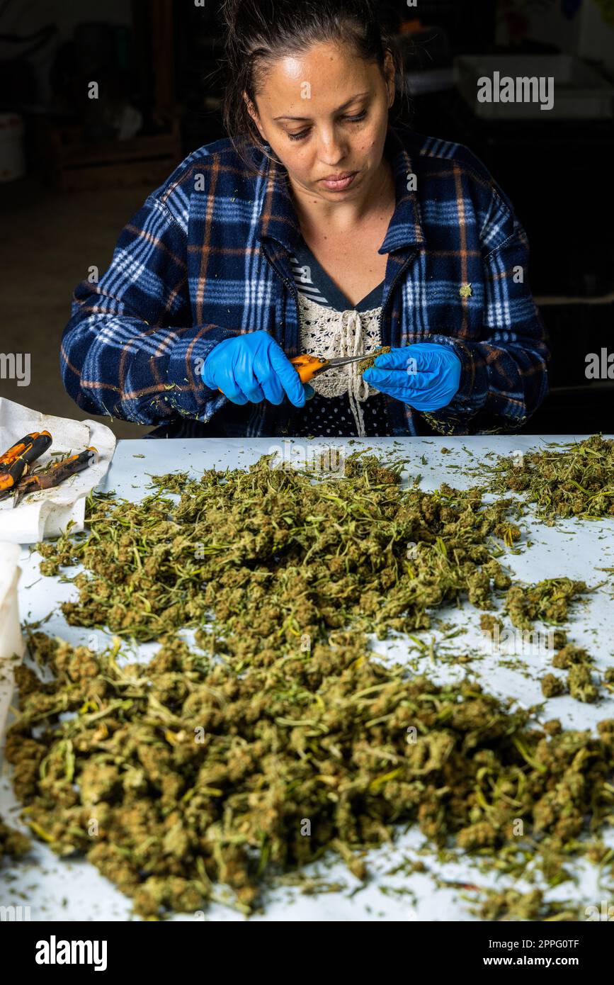 Femaleâ€ s Arbeiter in Handschuhen, der mit einer Schere Marihuanablätter von trockenen Knospen schneidet Stockfoto