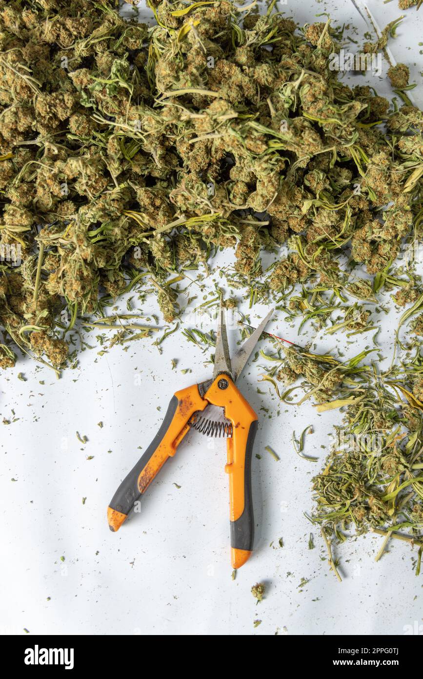 Schneiden mit Scheren Marihuanablätter von trockenen Knospen und Blüten, Draufsicht Stockfoto