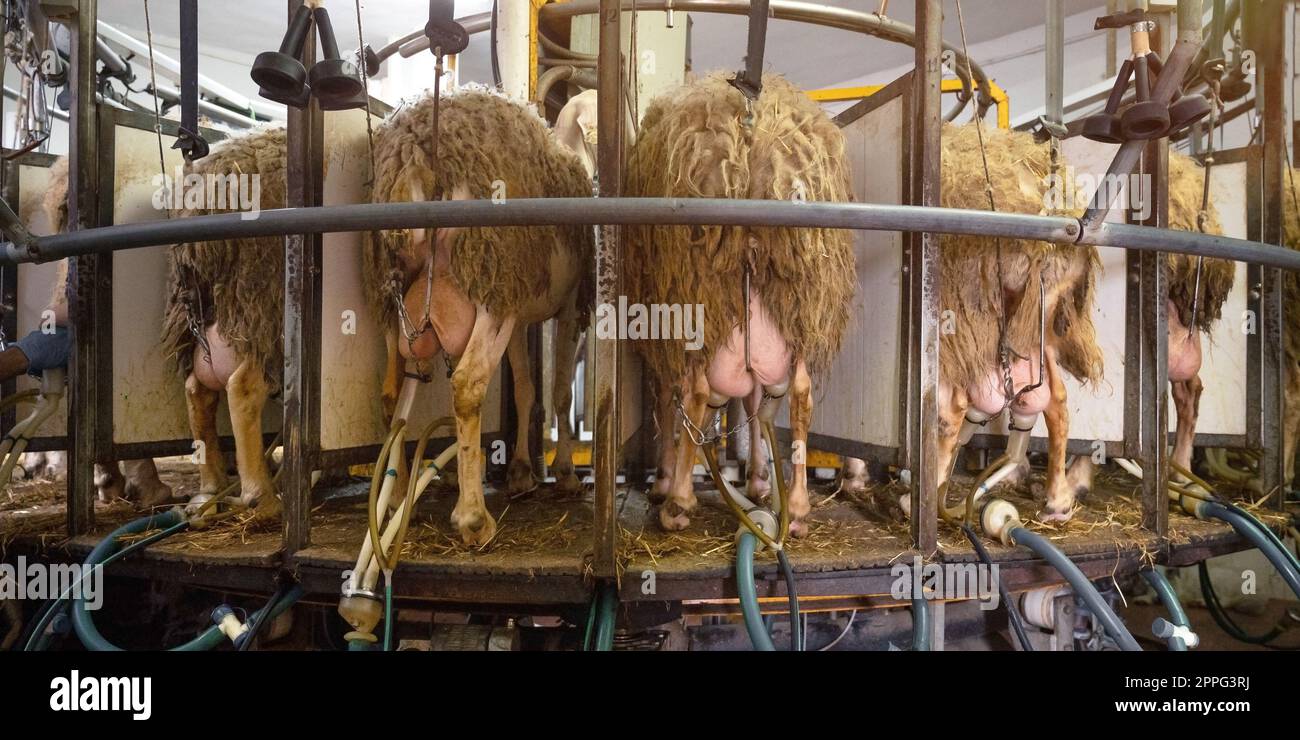 Melkende Schafe auf der Milchfarm Stockfoto
