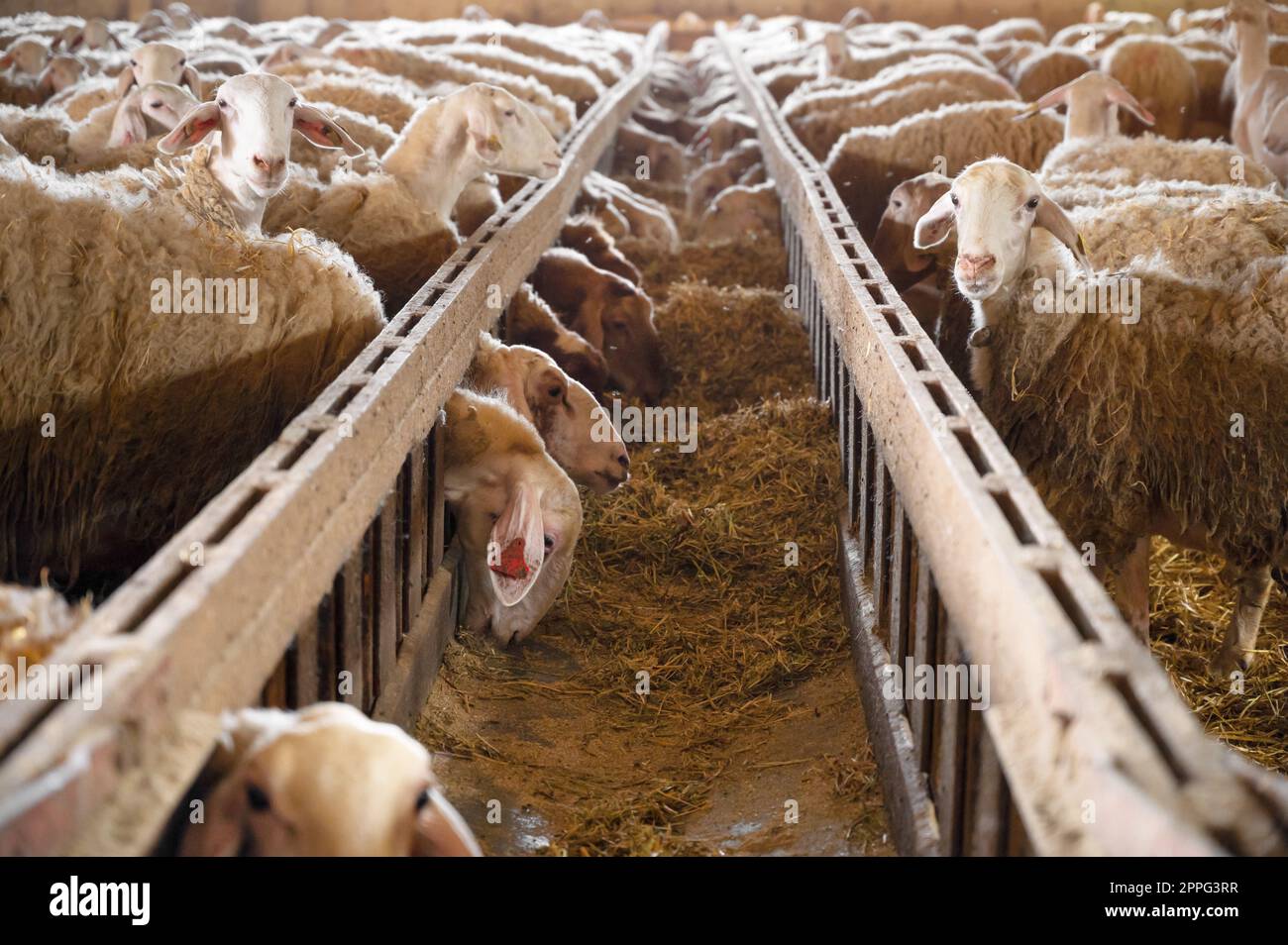 Schafe essen Heu im Schuppen. Haustiere füttern im Stall. Konzept der Rinderfütterung. Viehzucht. Stockfoto