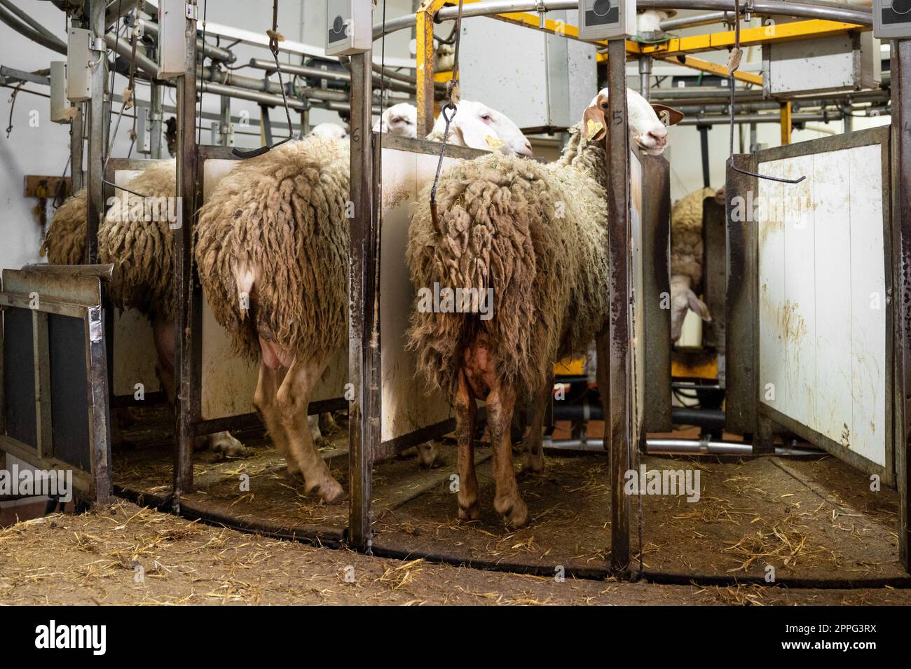 Melkende Schafe auf der Milchfarm Stockfoto