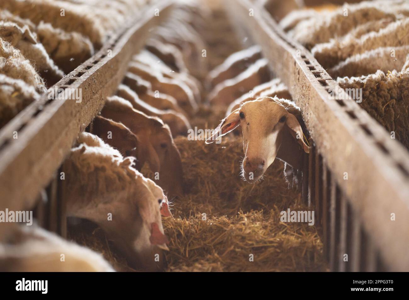Schafe essen Heu im Schuppen. Haustiere füttern im Stall. Konzept der Rinderfütterung. Viehzucht. Stockfoto