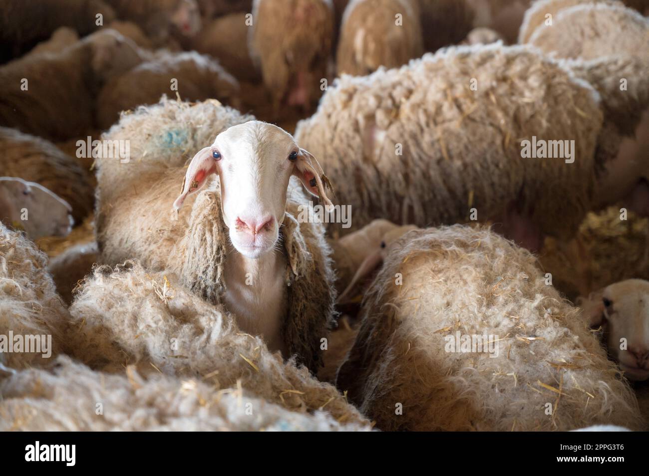 Nahaufnahme eines Schafes im Stall mit Blick auf die Kamera. Stockfoto