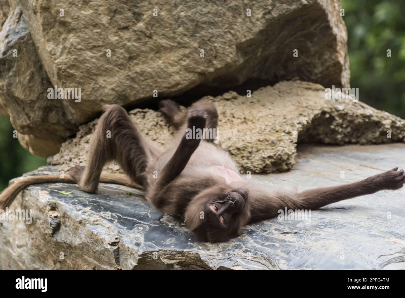 Alleinstehende Gelada-Affen entspannen sich auf einem Felsen Stockfoto