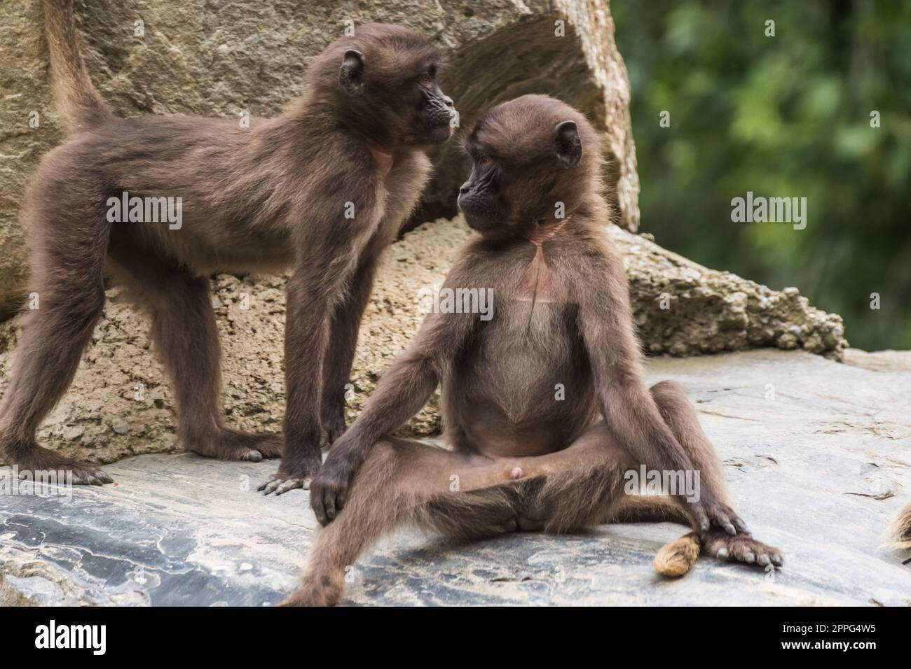 Zwei liebe Gelada-Affen entspannen sich auf einem Felsen Stockfoto