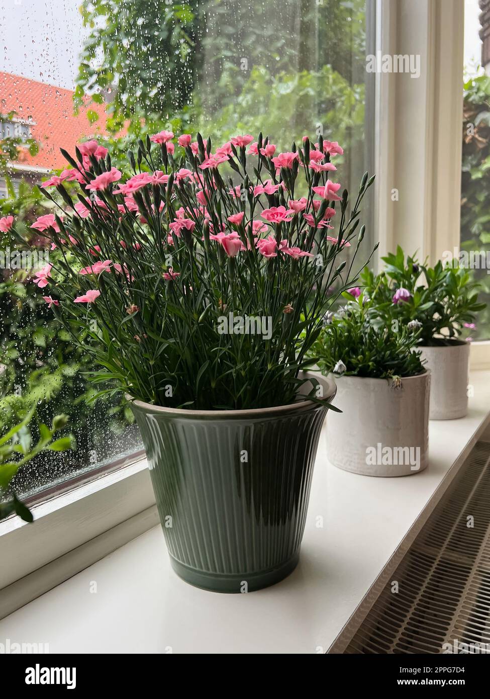 Verschiedene wunderschne Topfpflanzen in der Nhe von Fenstern drinnen an  Regentagen Stockfotografie - Alamy