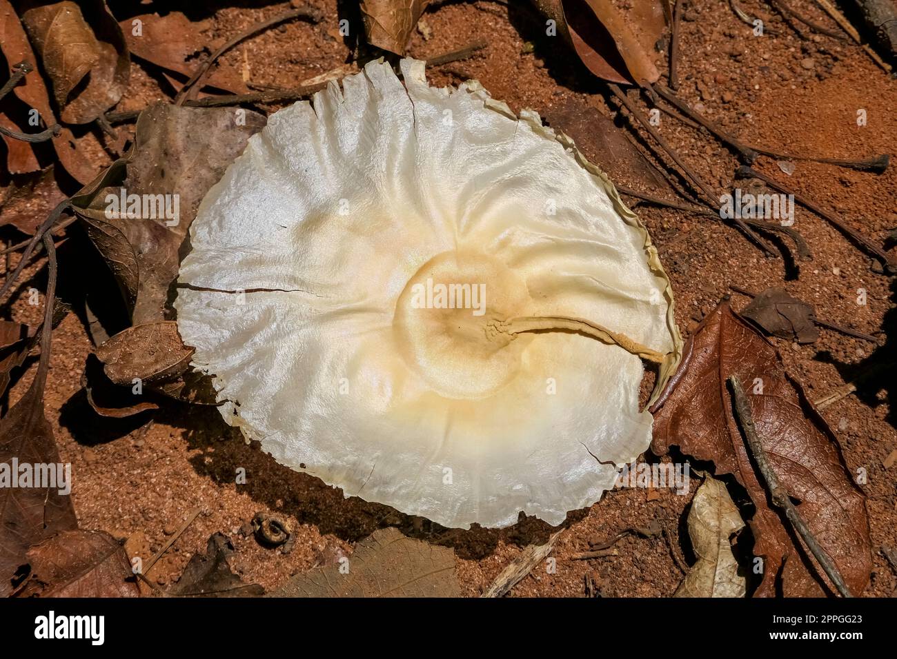 Nahaufnahme eines großen weißen Samens, der auf tiefrotem Boden im Sonnenlicht liegt, Jardim d'Amazonia, San Jose do Rio Claro, Mato Grosso, Brasilien Stockfoto