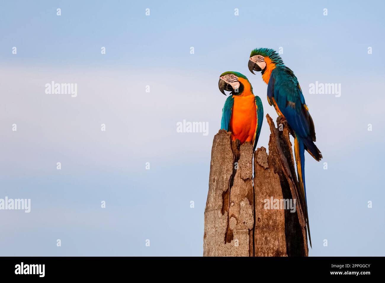 Zwei blaue und gelbe Aras, die auf einem Palmstumpf sitzen und nach links schauen, vor dem hellblauen Himmel, Amazonien, San Jose do Rio Claro, Mato Grosso, B Stockfoto
