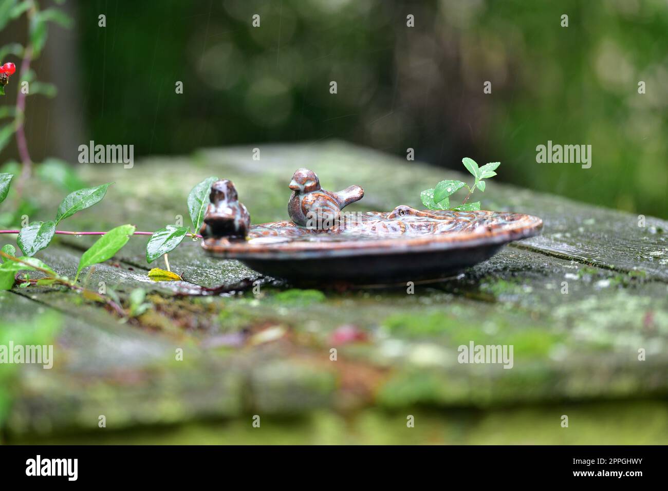 Übernachtung in einem Garten im Regen - Vogelbad im Garten im Regen. VogeltrÃ¤ Stockfoto