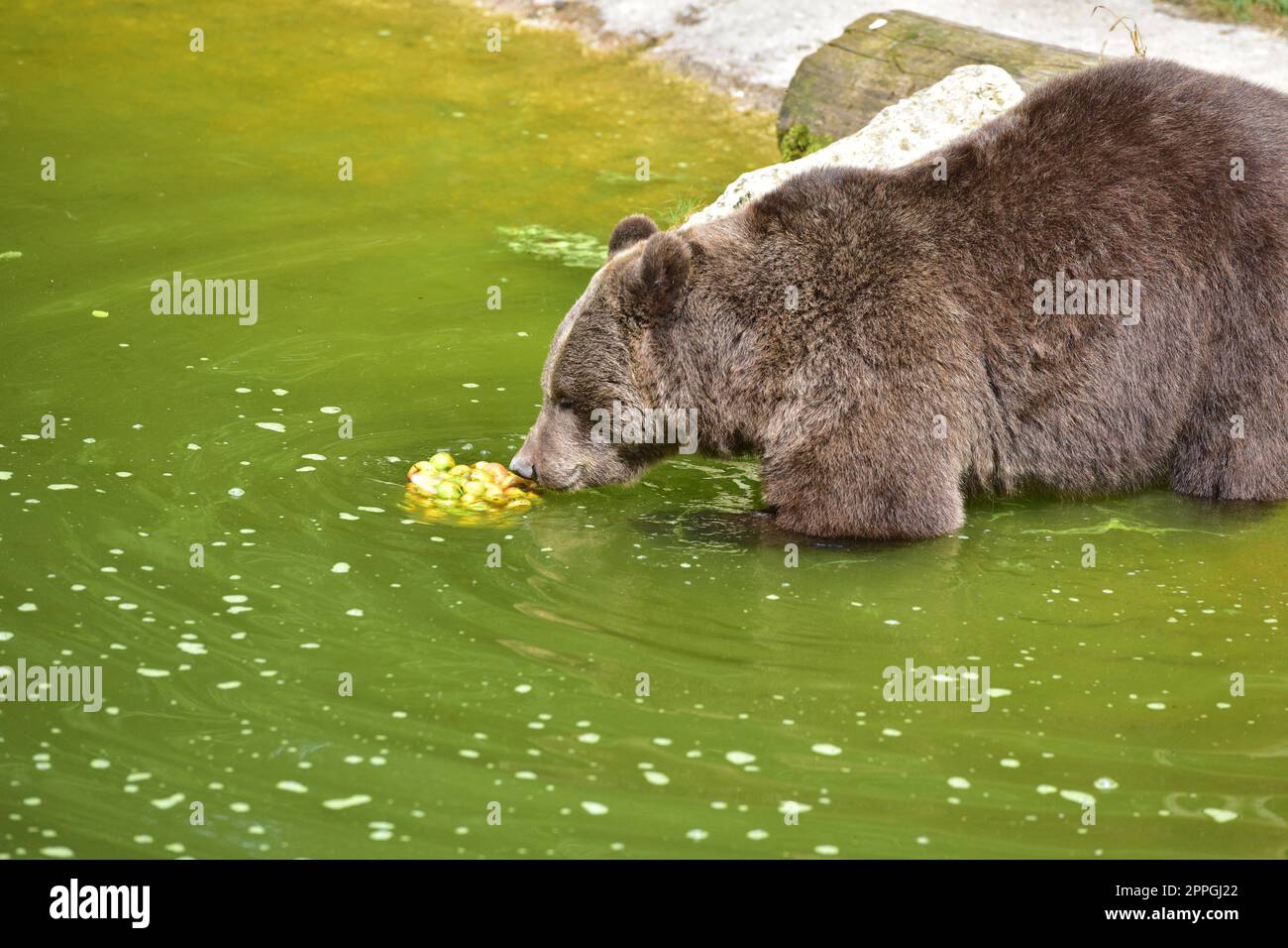 Braunbär im Wildpark Stockfoto