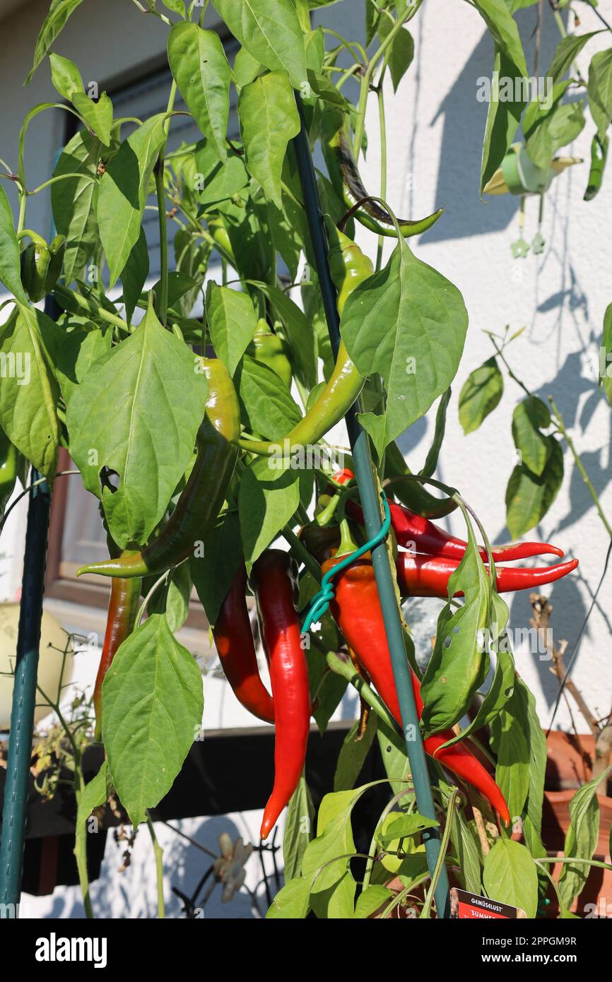 Aus eigenem Anbau Grüne und rote Türkische Peperoni schmecken nicht