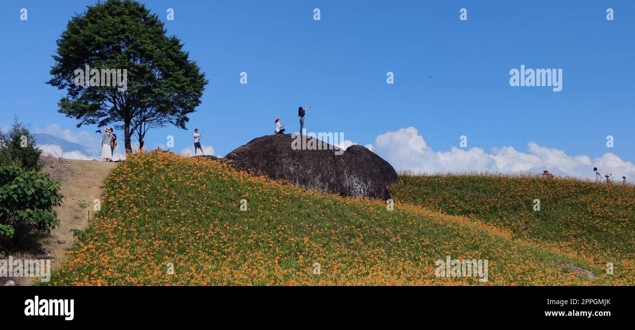 Der wunderschöne, tagelange Blumenberg im Osten Taiwans Stockfoto