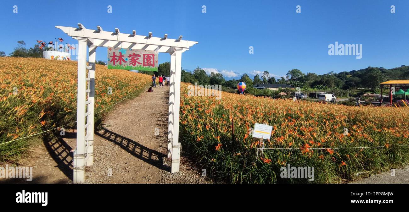 Der wunderschöne, tagelange Blumenberg im Osten Taiwans Stockfoto