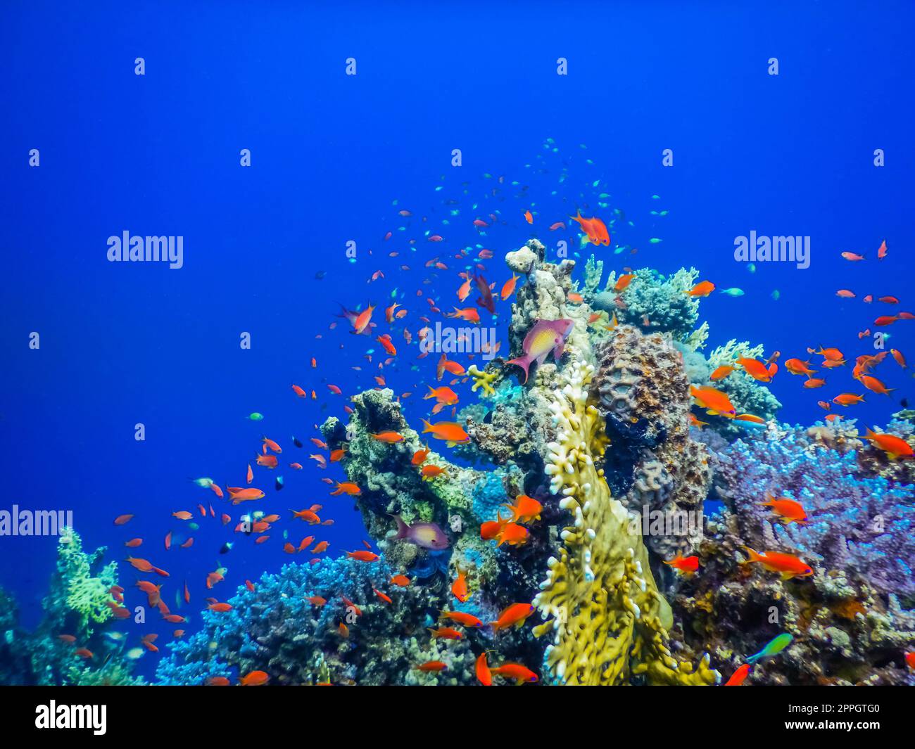 Fantastische bunte Fische und Korallen mit tiefblauem Wasser beim Tauchen Stockfoto