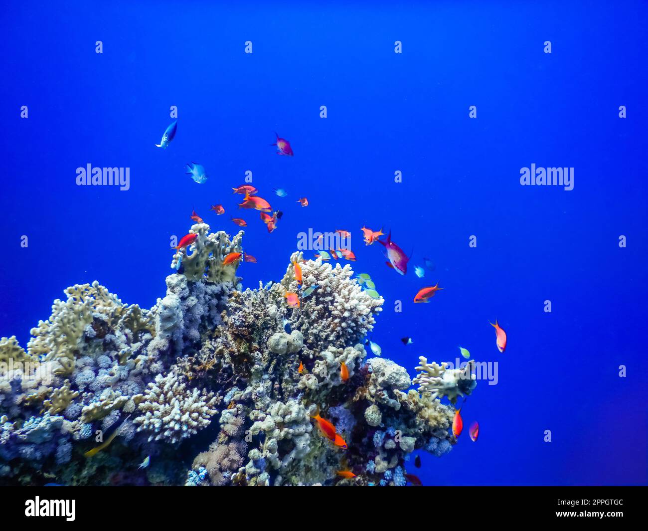 Atemberaubendes tiefblaues Wasser mit bunten Fischen über Korallen während des Tauchgangs Stockfoto