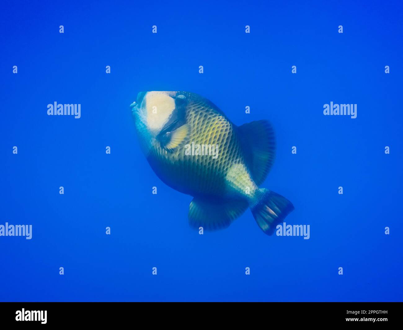 Grüner Triggerfisch in tiefblauem Wasser beim Tauchen in ägypten Stockfoto