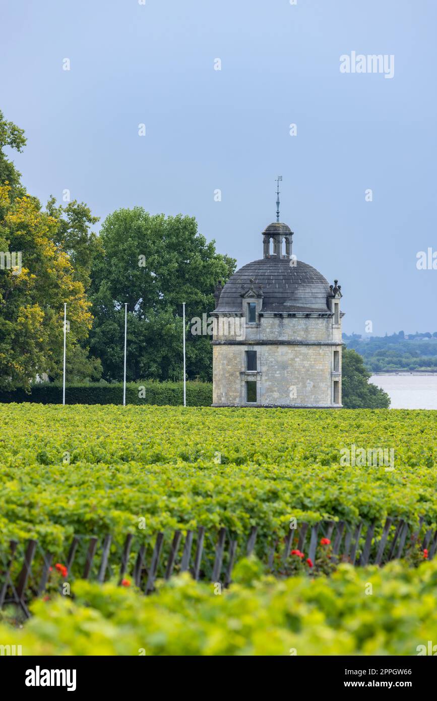 Typische Weinberge in der Nähe von Chateau Latour, Bordeaux, Aquitanien, Frankreich Stockfoto