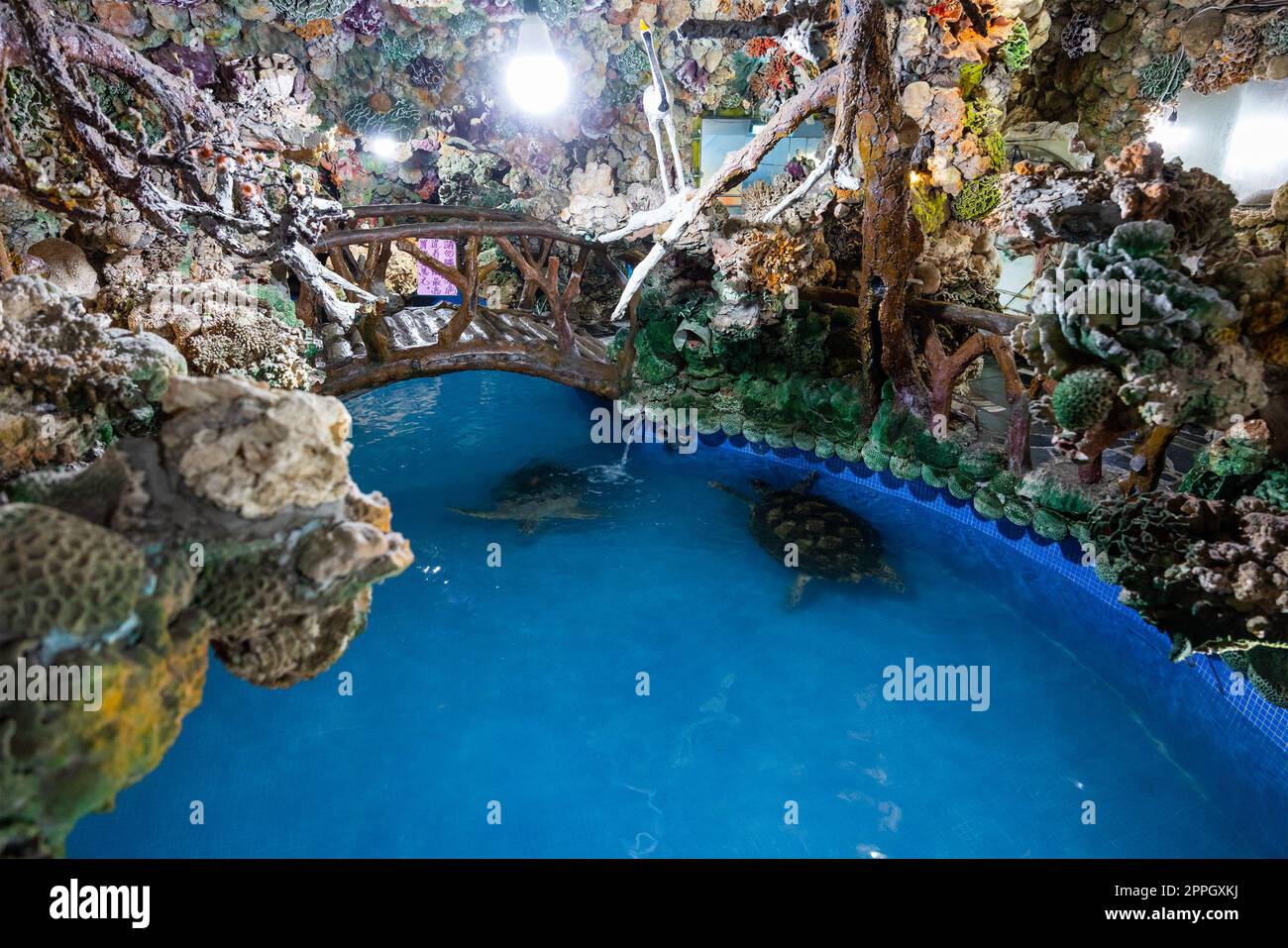 Meeresschildkröten schwimmen im Wasserteich am penghu-Tempel Stockfoto