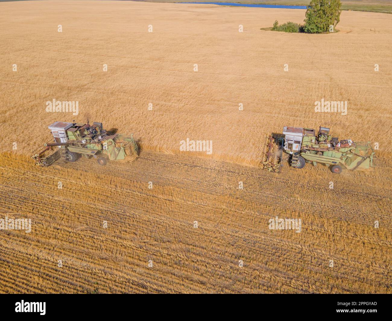 Ernte Weizenkörner und Erntegut aus der Vogelperspektive. Ernte von Weizen, Hafer, Gerste auf Feldern, Ranches und farmlands.Combines m Mähen im Erntemaschinen field.Agro-industry.Combine mit Weizenfeilen. Maschinenernte Stockfoto