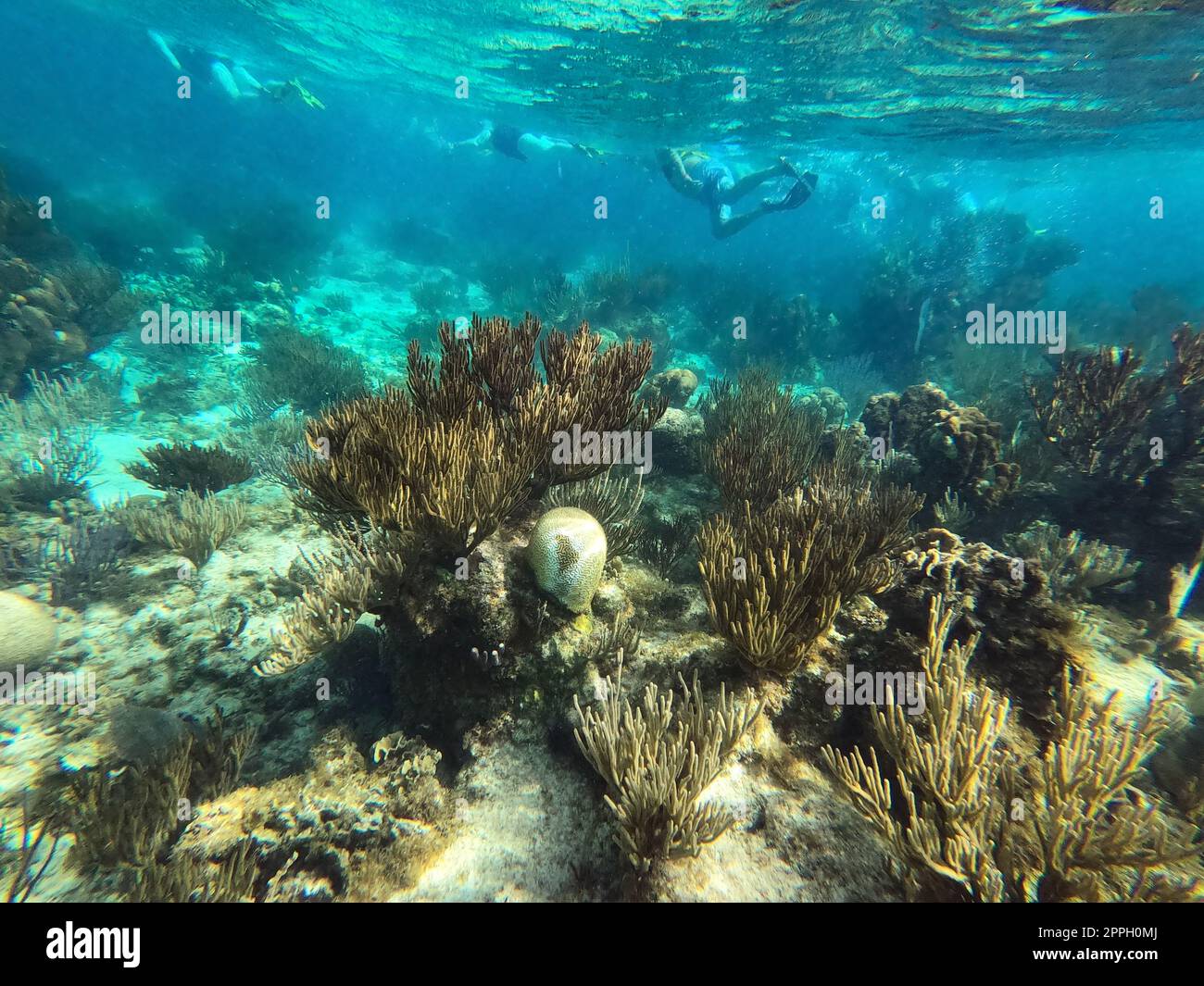 Gruppe von Personen, die in der Nähe des versunkenen Schiffs unter dem Meer schnorcheln. Wunderschöne Unterwasserwelt farbenfrohes Korallenriff am Karibischen Meer am Honeymoon Beach auf St. Thomas, USVI Stockfoto