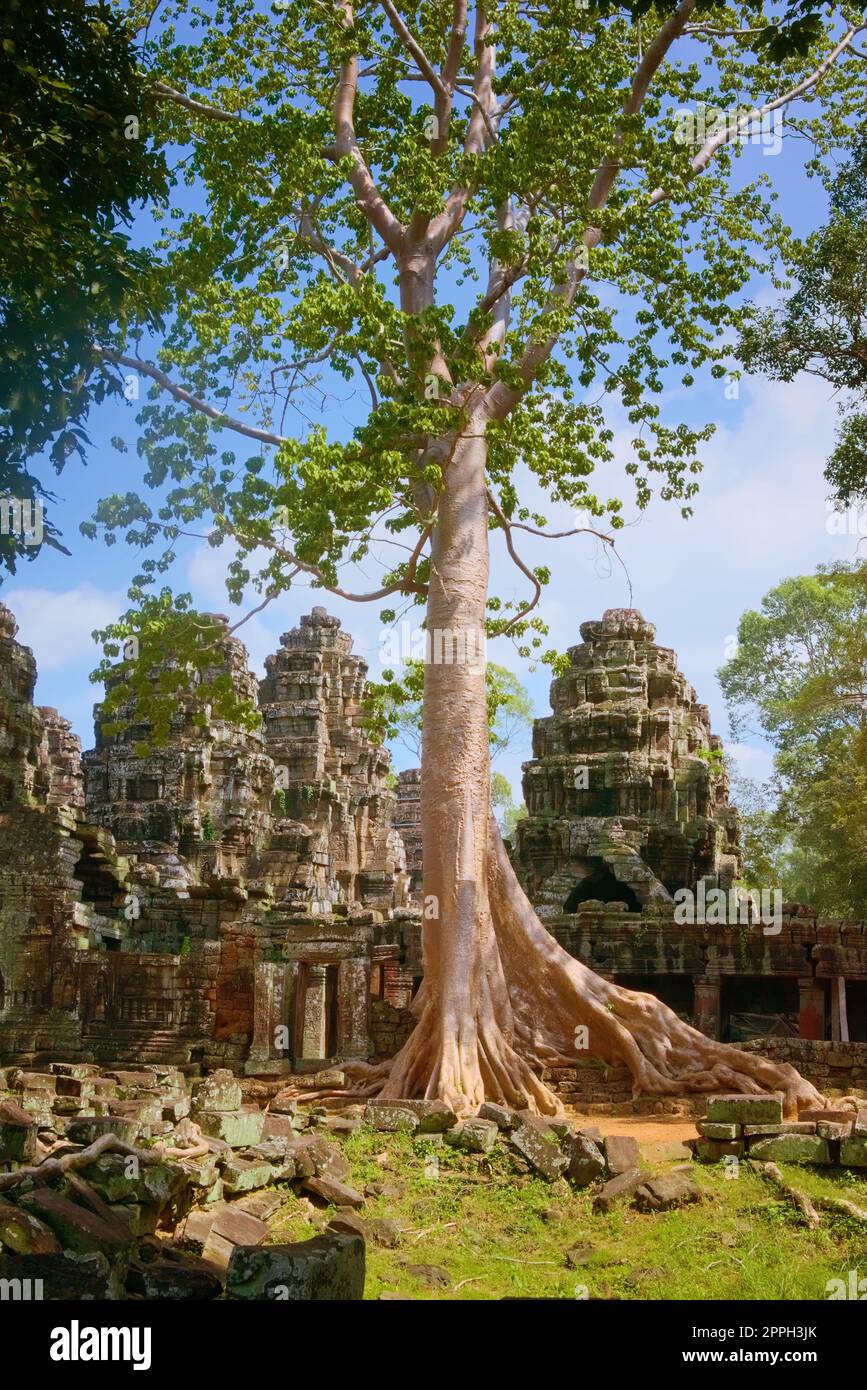 Riesiger überwachsener Baum über den Ruinen des Banteay Kdei Tempels, der sich im Angkor Wat Komplex in der Nähe von Siem Reap, Kambodscha, befindet. Stockfoto