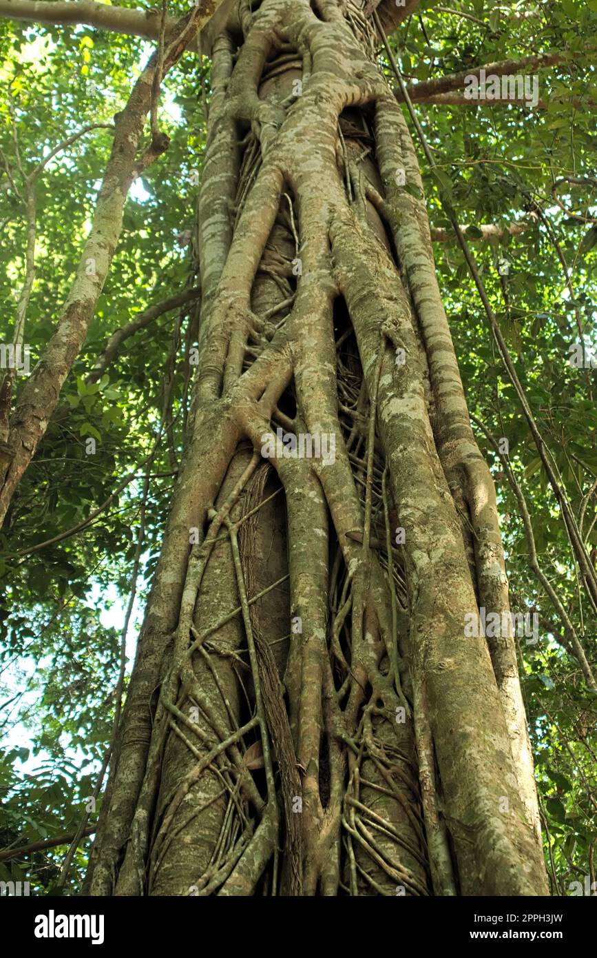 Überwachsene Wurzeln strangeln im Dschungel in der Nähe von Siem Reap, Kambodscha. Stockfoto