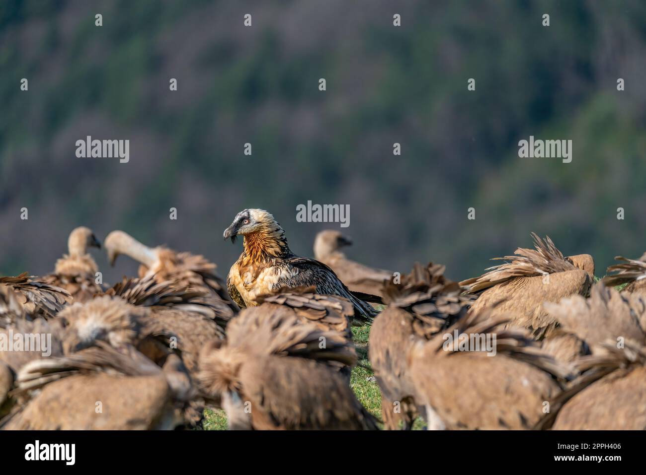 Ausgewachsener bärtiger Geier, der von Geiern umgeben ist Stockfoto