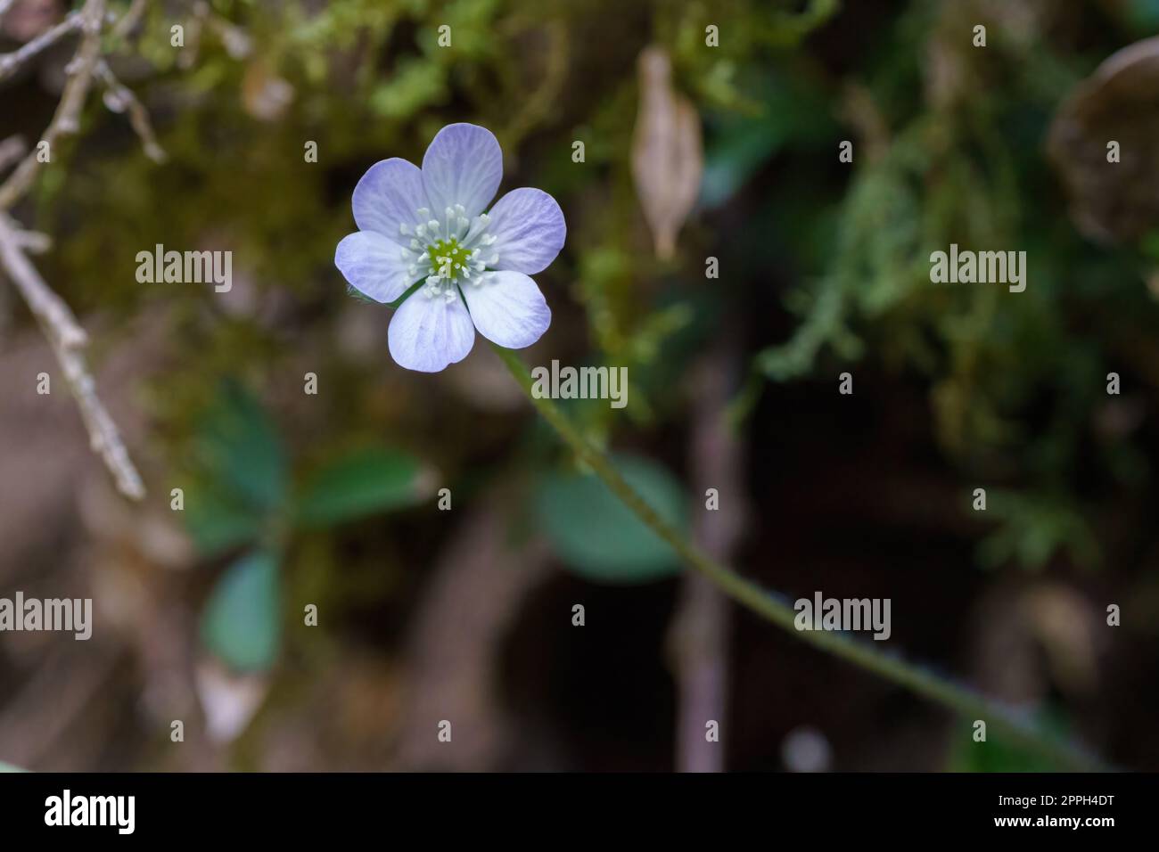 Weiße Blume mit weißen Blütenblättern und Pistillen im FrühlingsVordergrund Stockfoto